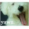 Puppy avatars