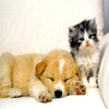 Puppy avatars