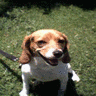 Puppy avatars