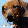 Puppy avatars