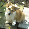 Puppy avatars