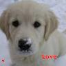 Puppy avatars