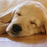 Puppy avatars