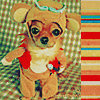 Puppy avatars