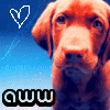 Puppy avatars
