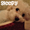 Puppy avatars