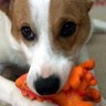 Puppy avatars