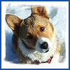 Puppy avatars