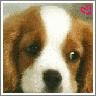 Puppy avatars
