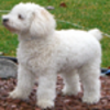 Puppy avatars