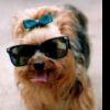Puppy avatars