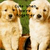 Puppy avatars