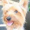Puppy avatars