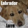 Puppy avatars