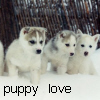 Puppy avatars