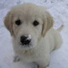 Puppy avatars