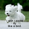 Puppy avatars