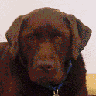 Puppy avatars