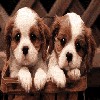 Puppy avatars