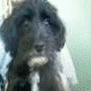 Puppy avatars