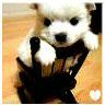 Puppy avatars