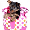 Puppy avatars
