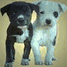 Puppy avatars