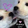 Puppy avatars