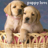 Puppy avatars