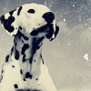 Puppy avatars