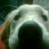 Puppy avatars