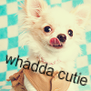 Puppy avatars