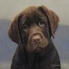 Puppy avatars