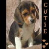 Puppy avatars