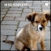 Puppy avatars