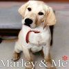 Puppy avatars
