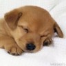 Puppy avatars