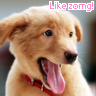 Puppy avatars