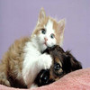 Puppy avatars