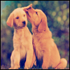 Puppy avatars