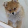 Puppy avatars