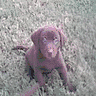 Puppy avatars