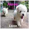 Puppy avatars