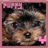 Puppy avatars