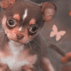 Puppy avatars