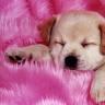 Puppy avatars