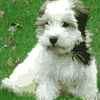 Puppy avatars