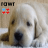 Puppy avatars