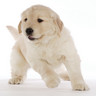 Puppy avatars
