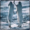Rabbit avatars